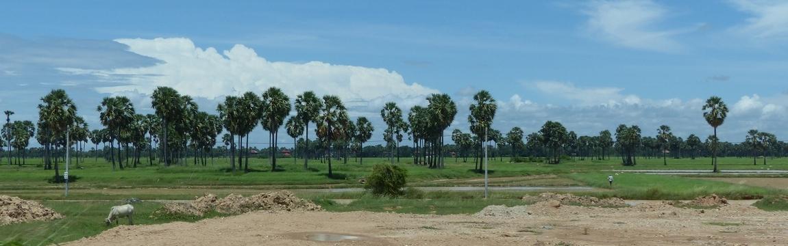 Palmiers du cambodge, voyage asieland